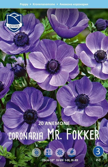 Анемона корончатая Мр. Фоккер (Anemone coronaria Mr. Fokker), 20 шт