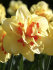 Нарцисс Таити (Narcissus Tahiti), 5 шт (разбор 12/14)