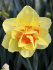 Нарцисс Таити (Narcissus Tahiti), 5 шт (разбор 12/14)