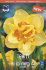Нарцисс Таити (Narcissus Tahiti), 5 шт (разбор 12/14)
