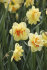 Нарцисс Таити (Narcissus Tahiti), 5 шт (разбор 12/14)