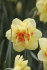 Нарцисс Таити (Narcissus Tahiti), 5 шт (разбор 12/14)