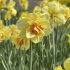 Нарцисс Таити (Narcissus Tahiti), 5 шт (разбор 12/14)