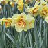 Нарцисс Таити (Narcissus Tahiti), 5 шт (разбор 12/14)