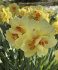 Нарцисс Таити (Narcissus Tahiti), 5 шт (разбор 12/14)