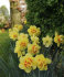 Нарцисс Таити (Narcissus Tahiti), 5 шт (разбор 12/14)