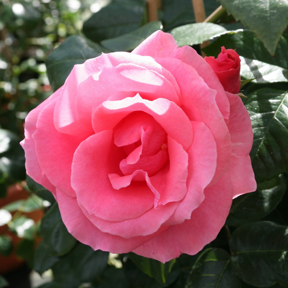 Сорт розы Лавиния