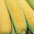 Кукуруза сахарная Ника 353 F1