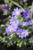 Анемона Бланда Блю Шейдс (Anemone blanda Blue Shades), 25 шт (разбор 5/6)