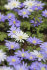 Анемона Бланда Блю Шейдс (Anemone blanda Blue Shades), 25 шт (разбор 5/6)