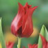 Тюльпан Притти Вумен (Tulipa Pretty Woman), 10 шт (разбор 12/14)