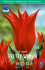 Тюльпан Притти Вумен (Tulipa Pretty Woman), 10 шт (разбор 12/14)