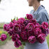 Тюльпан Маргарита (Tulipa Margarita), 5 шт (разбор 11/12)