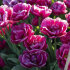 Тюльпан Маргарита (Tulipa Margarita), 5 шт (разбор 11/12)