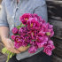Тюльпан Маргарита (Tulipa Margarita), 5 шт (разбор 11/12)