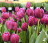 Тюльпан Маргарита (Tulipa Margarita), 5 шт (разбор 11/12)