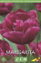 Тюльпан Маргарита (Tulipa Margarita), 5 шт (разбор 11/12)