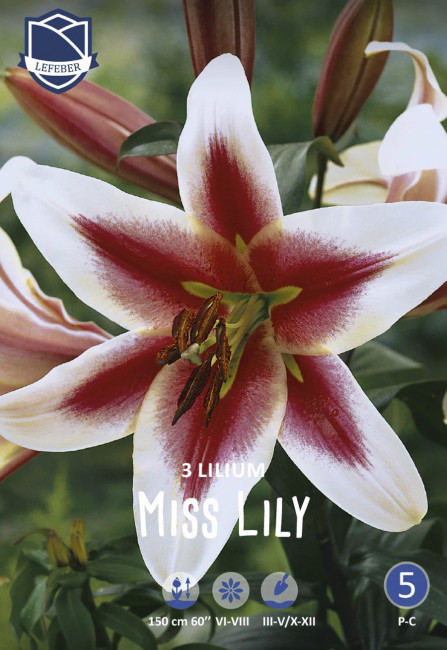 Лилия ОТ-гибрид Мисс Лили (Miss Lily), 3 шт (разбор 16/18)