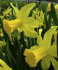 Нарцисс Фебруари Голд (Narcissus February Gold), 5 шт (разбор 12/14)