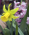Нарцисс Фебруари Голд (Narcissus February Gold), 5 шт (разбор 12/14)