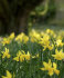 Нарцисс Фебруари Голд (Narcissus February Gold), 5 шт (разбор 12/14)