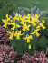 Нарцисс Фебруари Голд (Narcissus February Gold), 5 шт (разбор 12/14)