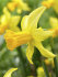 Нарцисс Фебруари Голд (Narcissus February Gold), 5 шт (разбор 12/14)