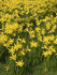 Нарцисс Фебруари Голд (Narcissus February Gold), 5 шт (разбор 12/14)