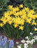 Нарцисс Фебруари Голд (Narcissus February Gold), 5 шт (разбор 12/14)