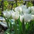 Тюльпан Сван Уинг (Swan Wings), 10 шт (разбор 11/12)