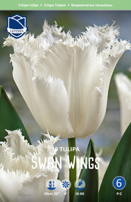Тюльпан Сван Уинг (Swan Wings), 10 шт (разбор 11/12)