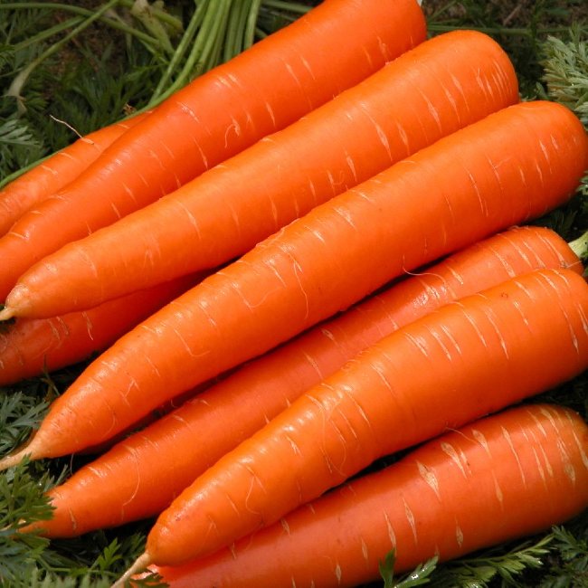Морковь Соната