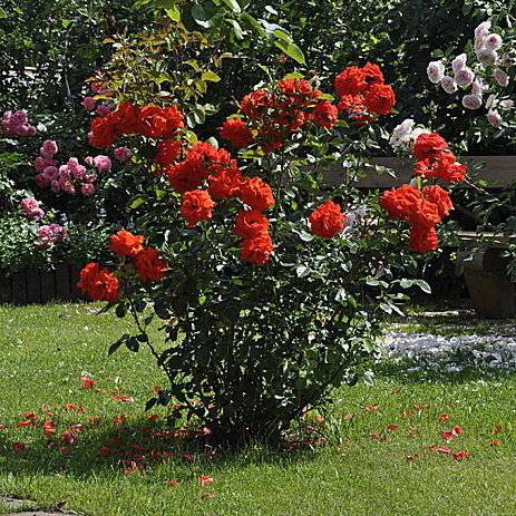 Купить роза кордес бриллиант (kordes brilliant) по цене 349 руб. в интернет магазине "Первые Семена"