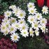 Анемона Бланда Уайт Сплендор (Anemone blanda White Splendour), 25 шт (разбор 5/6)