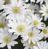Анемона Бланда Уайт Сплендор (Anemone blanda White Splendour), 25 шт (разбор 5/6)