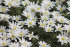 Анемона Бланда Уайт Сплендор (Anemone blanda White Splendour), 25 шт (разбор 5/6)