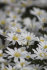 Анемона Бланда Уайт Сплендор (Anemone blanda White Splendour), 25 шт (разбор 5/6)