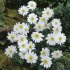 Анемона Бланда Уайт Сплендор (Anemone blanda White Splendour), 25 шт (разбор 5/6)