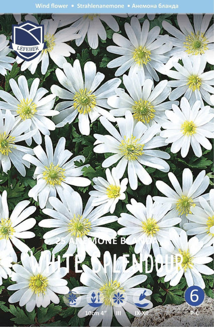 Анемона Бланда Уайт Сплендор (Anemone blanda White Splendour), 25 шт (разбор 5/6)