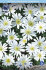 Анемона Бланда Уайт Сплендор (Anemone blanda White Splendour), 25 шт (разбор 5/6)