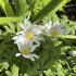 Анемона Бланда Уайт Сплендор (Anemone blanda White Splendour), 25 шт (разбор 5/6)