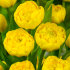 Тюльпан Йеллоу Помпонет (Tulipa Yellow Pomponnet), 10 шт (разбор 12/14)
