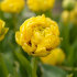 Тюльпан Йеллоу Помпонет (Tulipa Yellow Pomponnet), 10 шт (разбор 12/14)