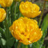 Тюльпан Йеллоу Помпонет (Tulipa Yellow Pomponnet), 10 шт (разбор 12/14)