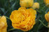 Тюльпан Йеллоу Помпонет (Tulipa Yellow Pomponnet), 10 шт (разбор 12/14)
