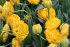 Тюльпан Йеллоу Помпонет (Tulipa Yellow Pomponnet), 10 шт (разбор 12/14)
