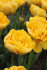 Тюльпан Йеллоу Помпонет (Tulipa Yellow Pomponnet), 10 шт (разбор 12/14)