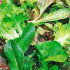 Бэби салат Витаминное ассорти смесь, листовой