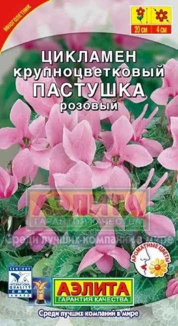 Цикламен персидский Пастушка розовый