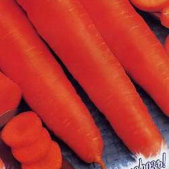 Морковь Золотая осень